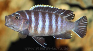 Cynotilapia Zebroides 'Chiwindi'